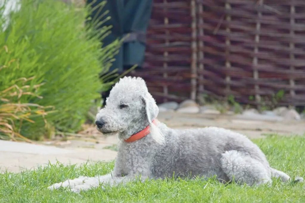 Bedlington Terrier with fluffy gray coat lies on green grass wearing reddish-orange collar, blurred beige and gray fence behind