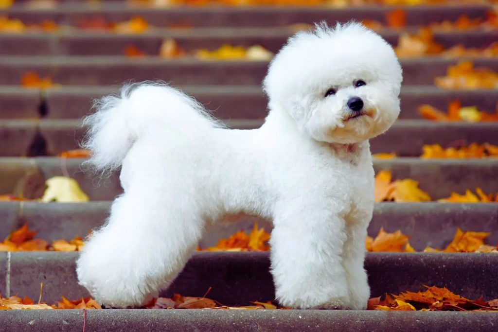White Bichon Frise Dog stands on outdoor stairs covered with orange and yellow autumn leaves, alert and fluffy coat