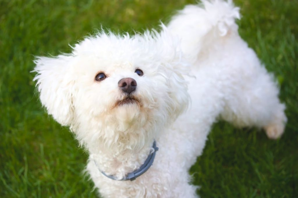 Bolognese Dog with fluffy white coat stands on green grass, ears large and shaggy, gazing upward with alert and inquisitive expression outdoors