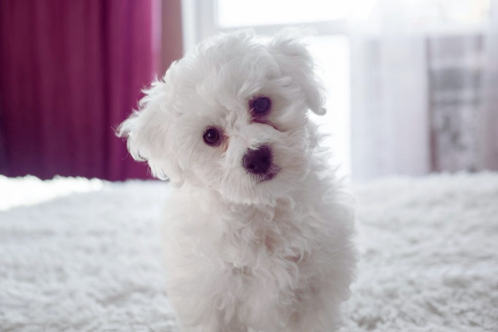 Adorable white Bolognese Dog puppy with fluffy coat sits on soft surface, head tilted, against blurred burgundy curtain background