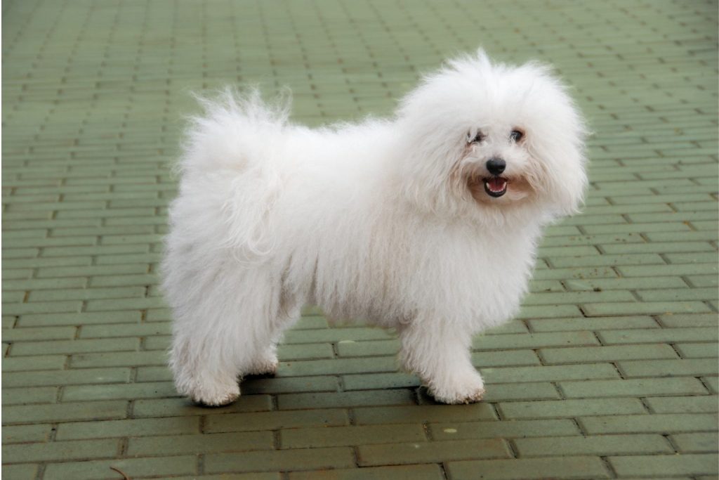 Fluffy white Bolognese Dog with thick shaggy coat stands on light olive-green paving stones, facing camera in outdoor setting
