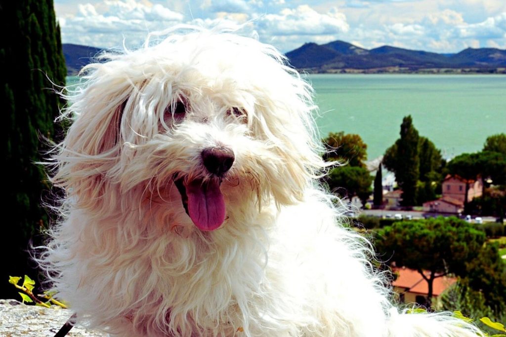 Fluffy white Bolognese Dog with windswept shaggy coat sits happily outdoors, tongue out, with teal lake and mountains in background