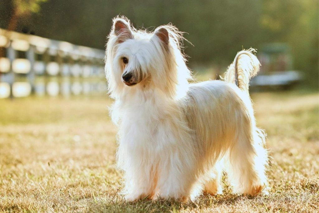 Fluffy white Chinese Crested Dog with long flowing coat standing in sunlit grassy field with blurred greenery and fence.