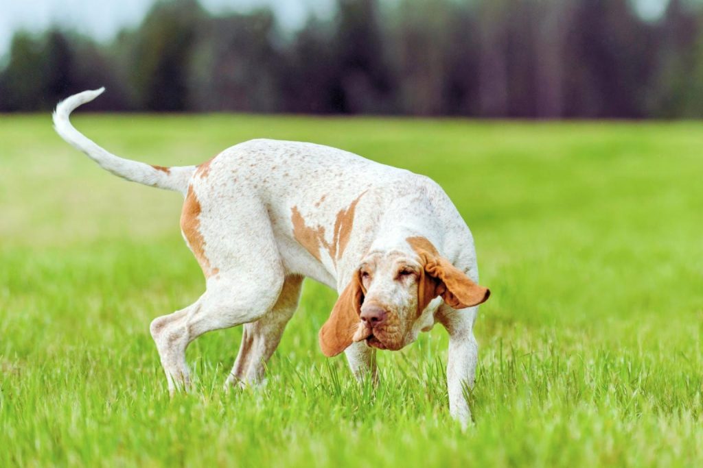Bracco Italiano Dog with white and reddish-brown coat sniffs the vibrant green grass in a sunny field, ears perked and alert
