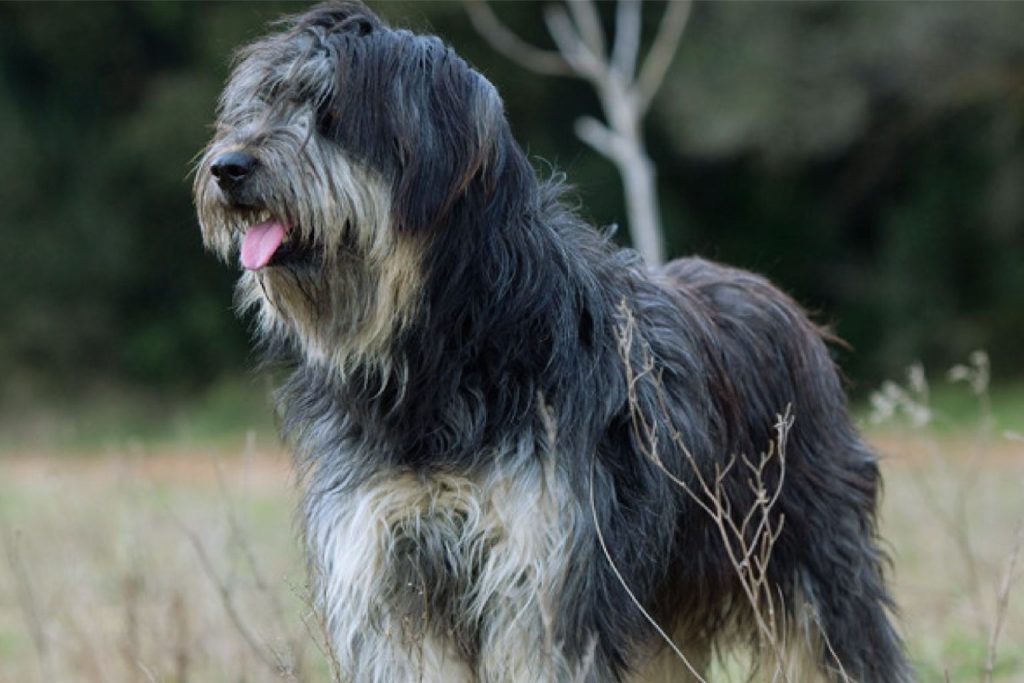 Long-haired black and gray Catalan Sheepdog with tan markings, standing in a field of tall grass with its tongue out.