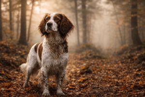 White and brown French Spaniel Dog standing in autumn forest with fallen leaves and trees.
