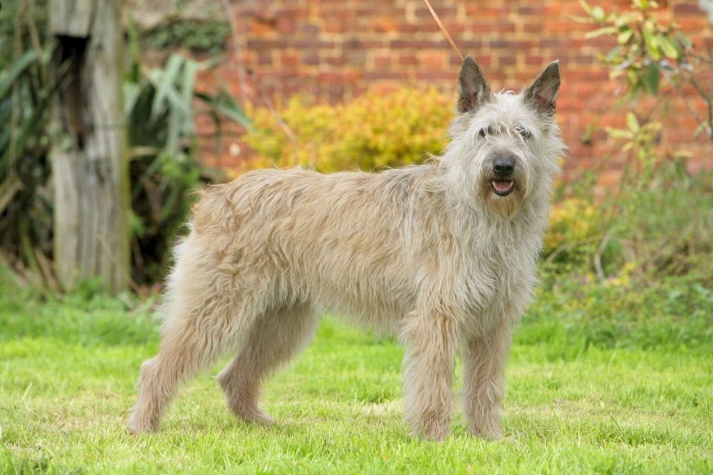 Bouvier des Ardennes Dog with cream shaggy coat stands alert on green grass with erect ears near brick wall and greenery