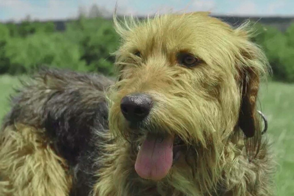 Close-up of a friendly, relaxed Bulgarian Hound Dog with its tongue out in a sunny, blurred green field.