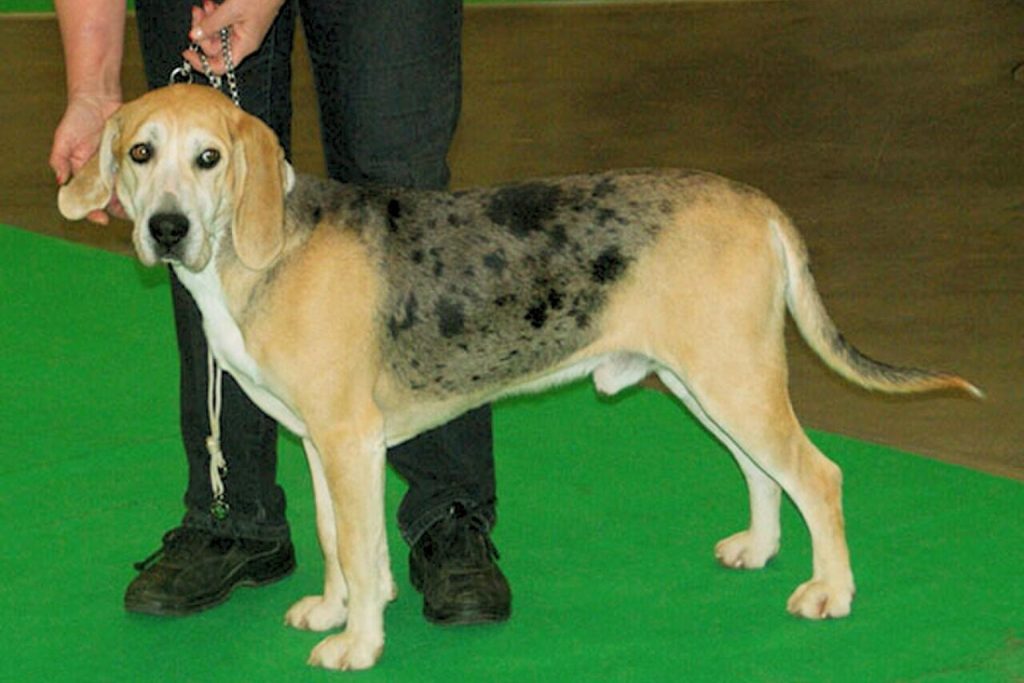 Tan and merle Dunker Dog with floppy ears standing on a green carpet, wearing a silver chain collar and white lead.