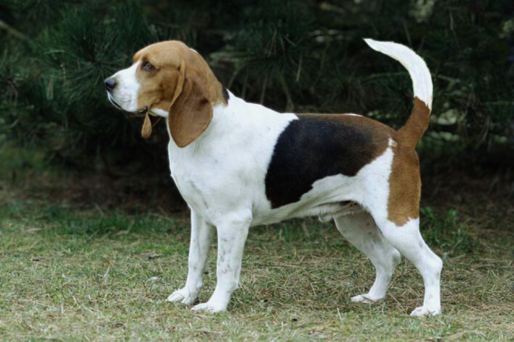 Artois Hound dog stands on grassy ground, white with brown and black patches, forested background, tail slightly curled
