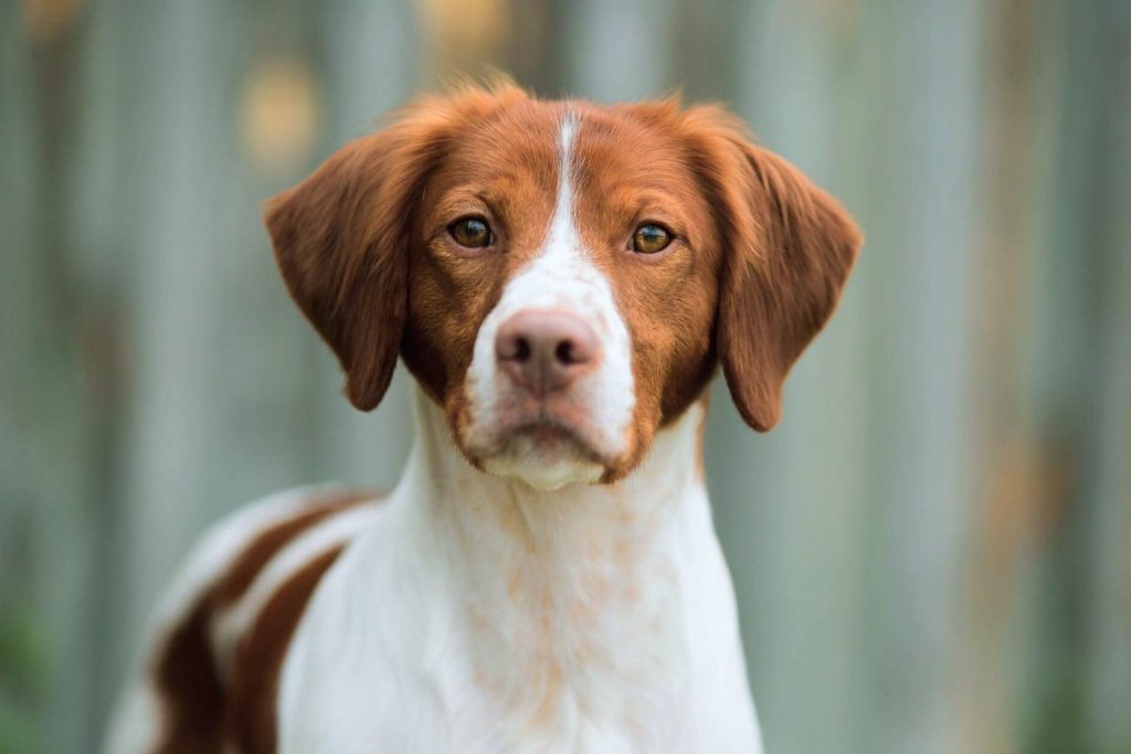 Brittany Spaniel Dog with white and reddish-brown coat sits for a portrait, floppy ears framing its gentle amber-eyed expression