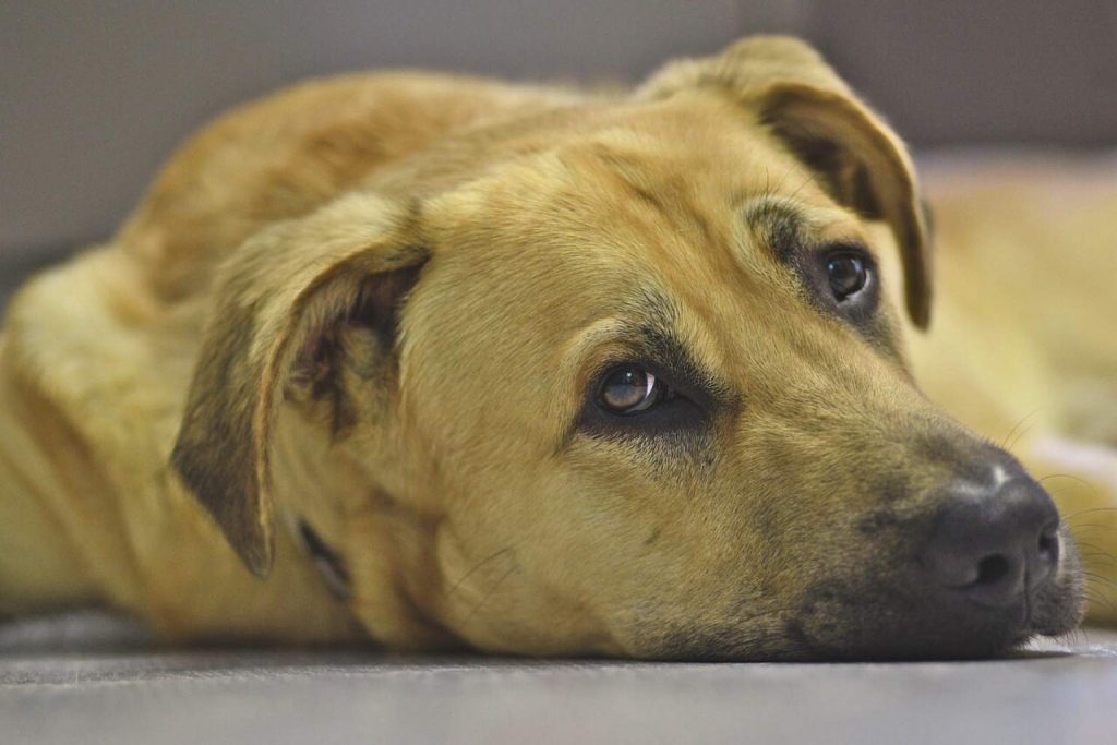Broholmer Dog with light brown fur rests its head on gray surface, floppy ears and soft gaze upward in calm, peaceful light