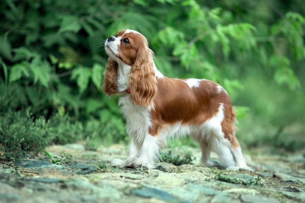 Brown and white Cavalier King Charles Spaniel dog standing in lush grass, looking upwards with a gentle expression.