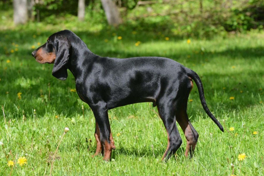 Black and Tan Coonhound puppy stands in grassy field with yellow wildflowers, glossy coat and floppy ears, trees blurred in background