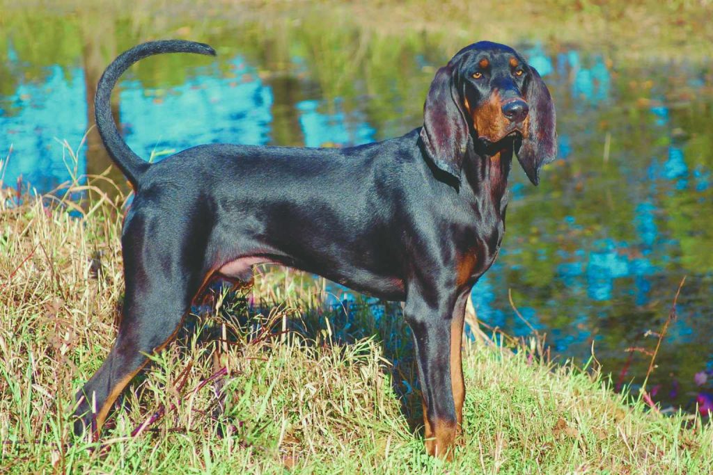 Black and Tan Coonhound with glossy black coat and tan markings stands alert by calm water with reflections of trees and greenery
