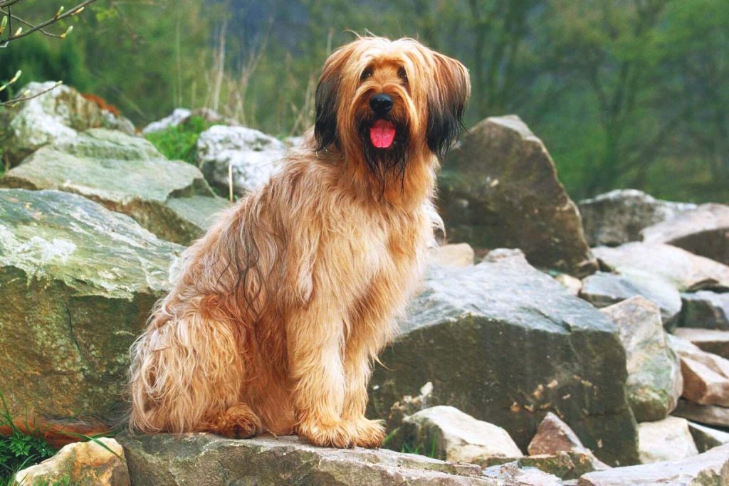 Shaggy golden-brown Briard Dog with darker muzzle sits on rocks outdoors, panting with tongue out, framed by green trees and soft light