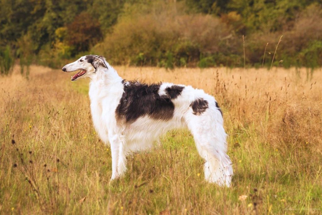Elegant Borzoi Dog with flowing white, black, and brown fur stands tall in golden-brown grasses under soft afternoon sunlight outdoors