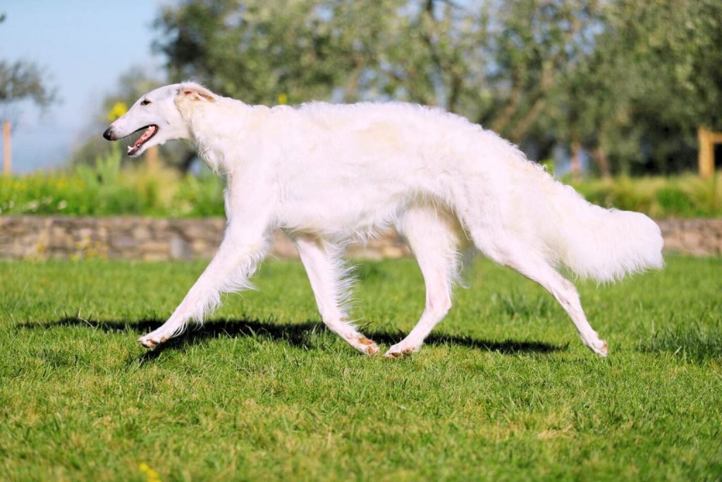 Elegant white Borzoi Dog strides gracefully across green grass, flowing coat shining in sunlight with blurred garden background behind
