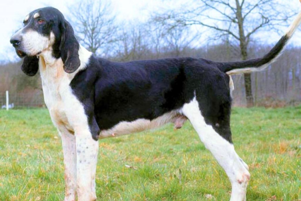 Majestic black and white Chien Français Blanc et Noir dog (Grand Bleu de Gascogne) standing in a vibrant green field.
