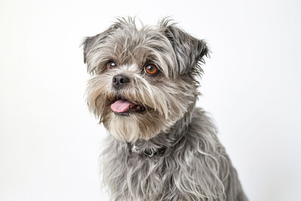 Gray Affenpinscher dog with shaggy fur and pink tongue showing, staring at camera against a plain white background

