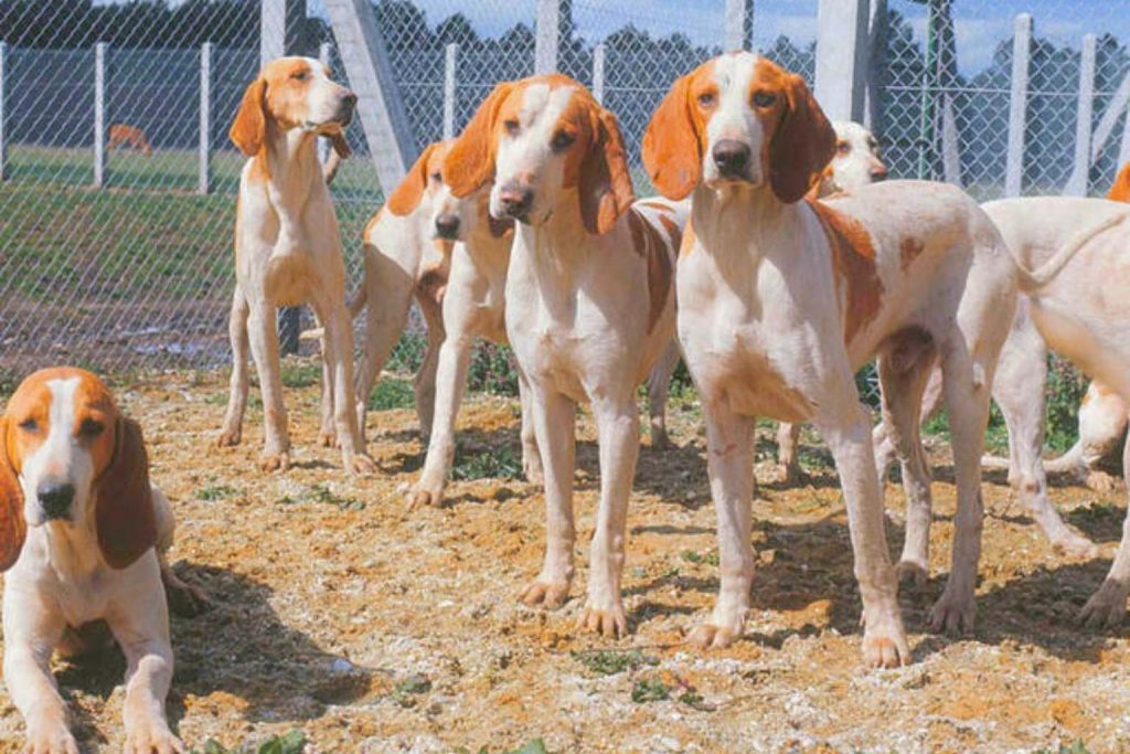 Group of Chien Français Blanc et Orange dogs with white and orange coats standing and lying in fenced grassy area.
