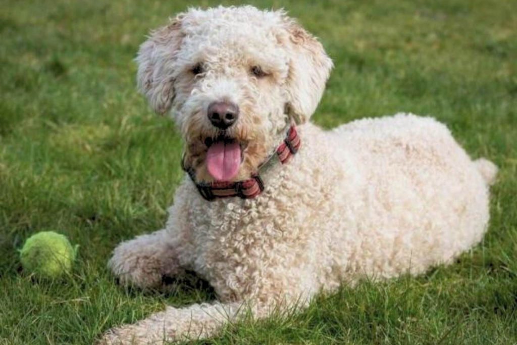 Fluffy white Cantabrian Water Dog with curly fur, panting in green grass next to a tennis ball.
