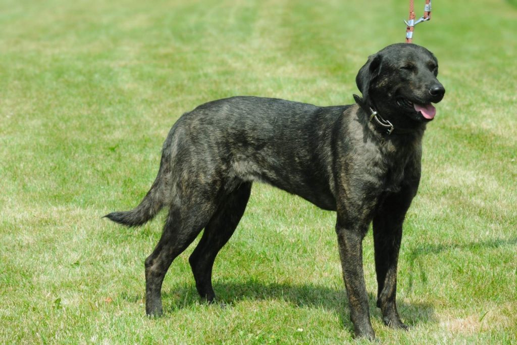 Muscular dark brindle Castro Laboreiro Dog with a short coat standing on a bright grassy lawn with a leash.