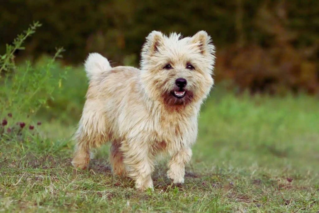 Alert, light-colored Cairn Terrier standing confidently in a sunny, grassy field with its ears and tail held erect.
