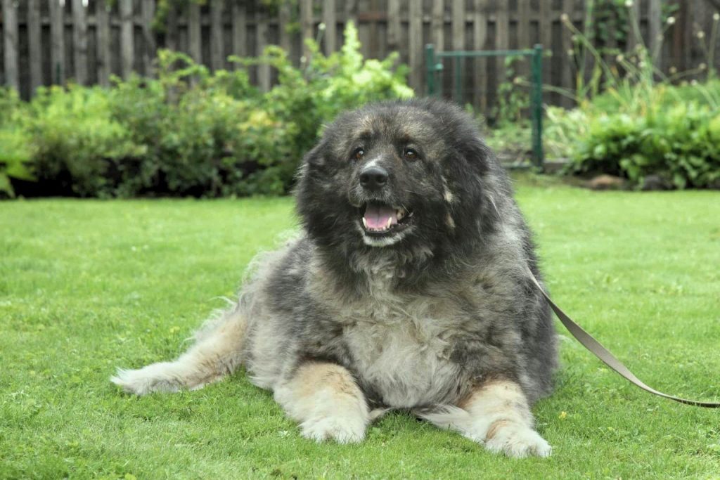Large, fluffy black, gray, and white Caucasian Shepherd Dog lying on a green lawn with a visible leash.