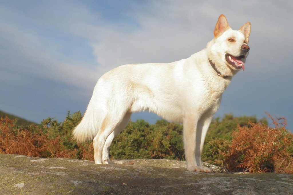 Majestic white Can de Palleiro Dog with pointed ears, standing proudly on a mossy rock amidst nature!