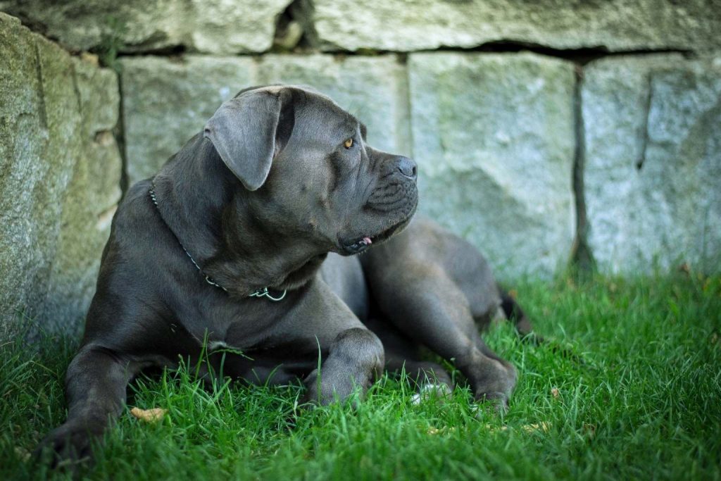 Majestic gray Cane Corso Dog relaxing on vibrant green grass against a rustic stone wall. Simply stunning!
