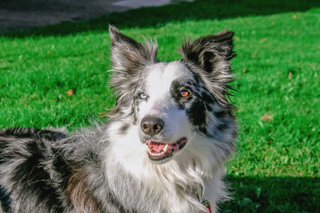 Border Collie Dog with black-and-white speckled coat lies in green grass, heterochromatic eyes blue and amber, alert expression