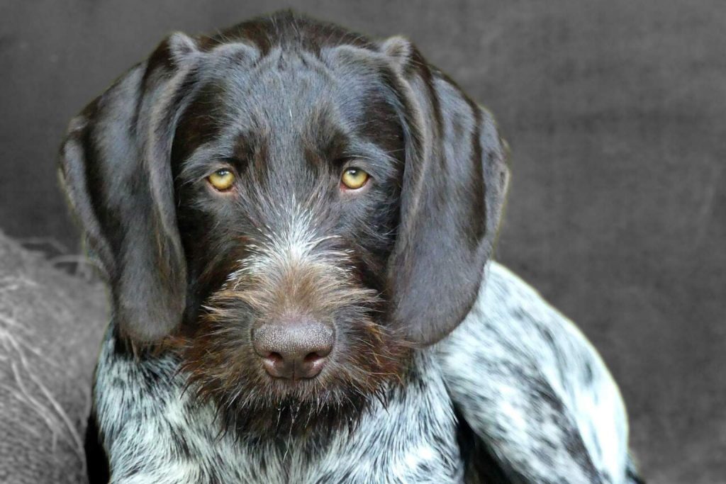 Close-up of a brown and white wire-haired Cesky Fousek with a bushy beard and intense yellow eyes.