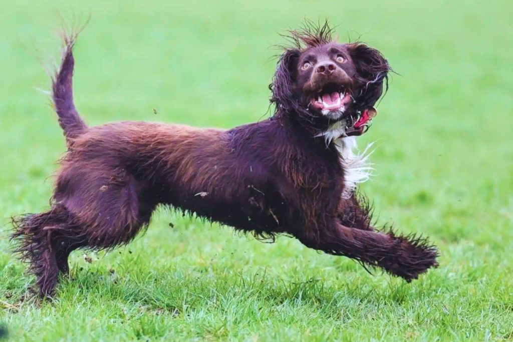 Boykin Spaniel dog with brown tousled fur runs joyfully across vibrant green grass, small reddish-pink collar visible