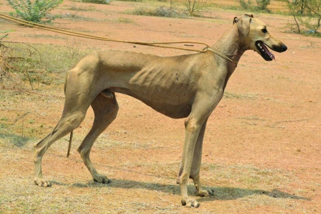Tan Chippiparai Dog with lean body, long snout, standing on a dirt field with sparse vegetation on a sunny day.