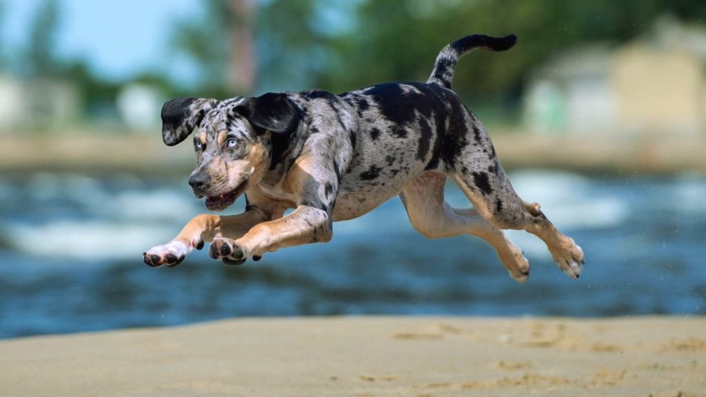 American Leopard Hound dog mid-leap over sandy ground with merle coat, river and greenery blurred in the background
