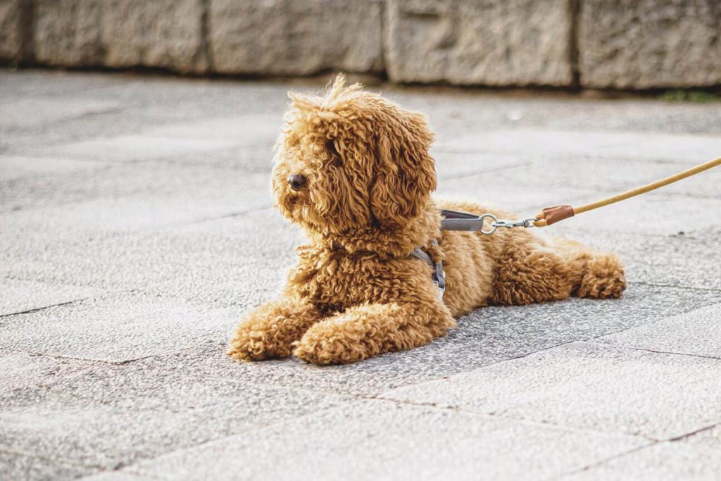 Light brown Barbet Dog lies on gray pavement wearing gray harness and beige leash outdoors in daylight