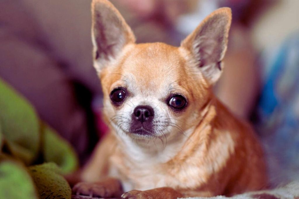 Light brown Chihuahua with large dark eyes and erect ears, indoors on soft blurred background.