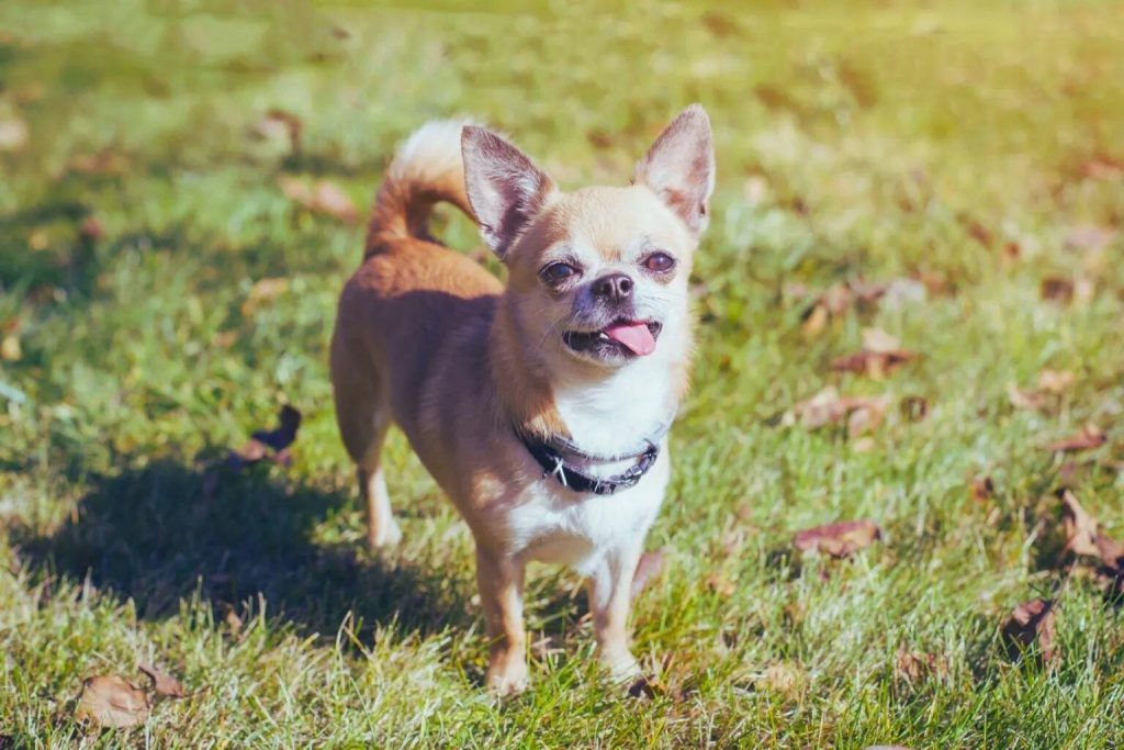 Small light brown and white Chihuahua dog with black collar standing in grassy field with tongue slightly out.