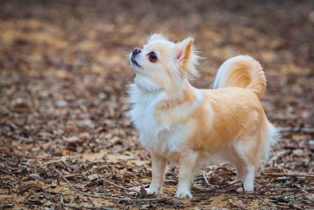 Light-brown and white long-haired Chihuahua standing on leaf-covered forest floor, looking up with a slight head tilt.