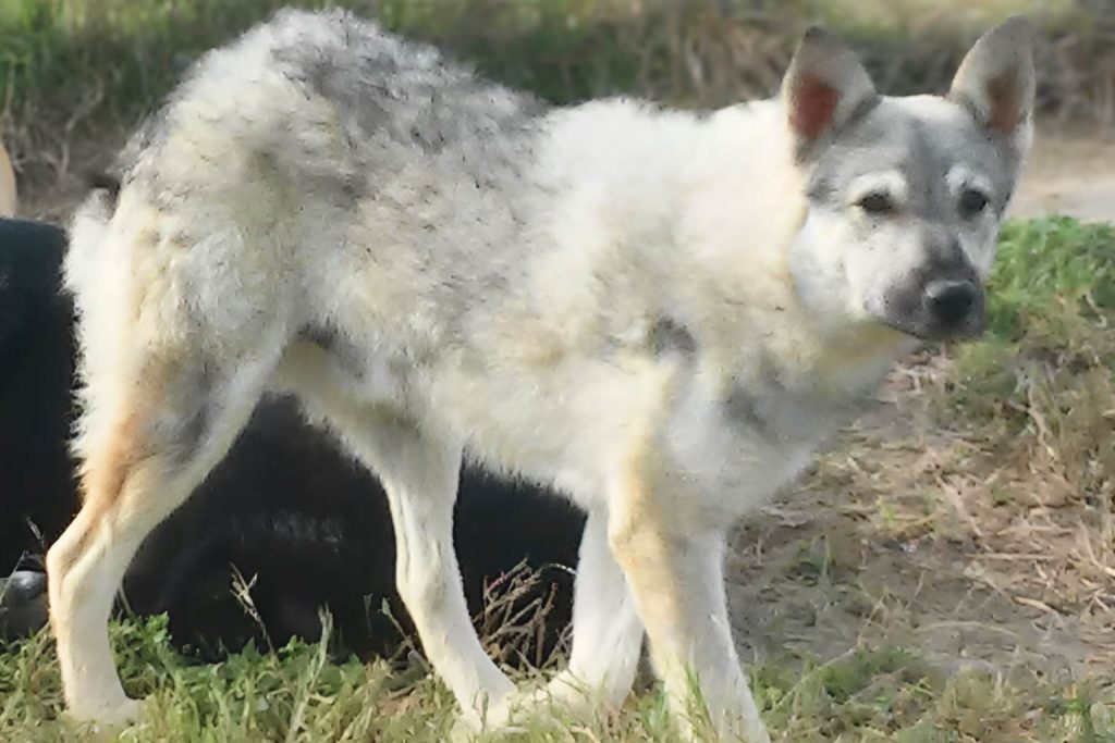 Striking white and gray Cane Paratore Dog with erect ears standing in bright, sunny outdoor grass.