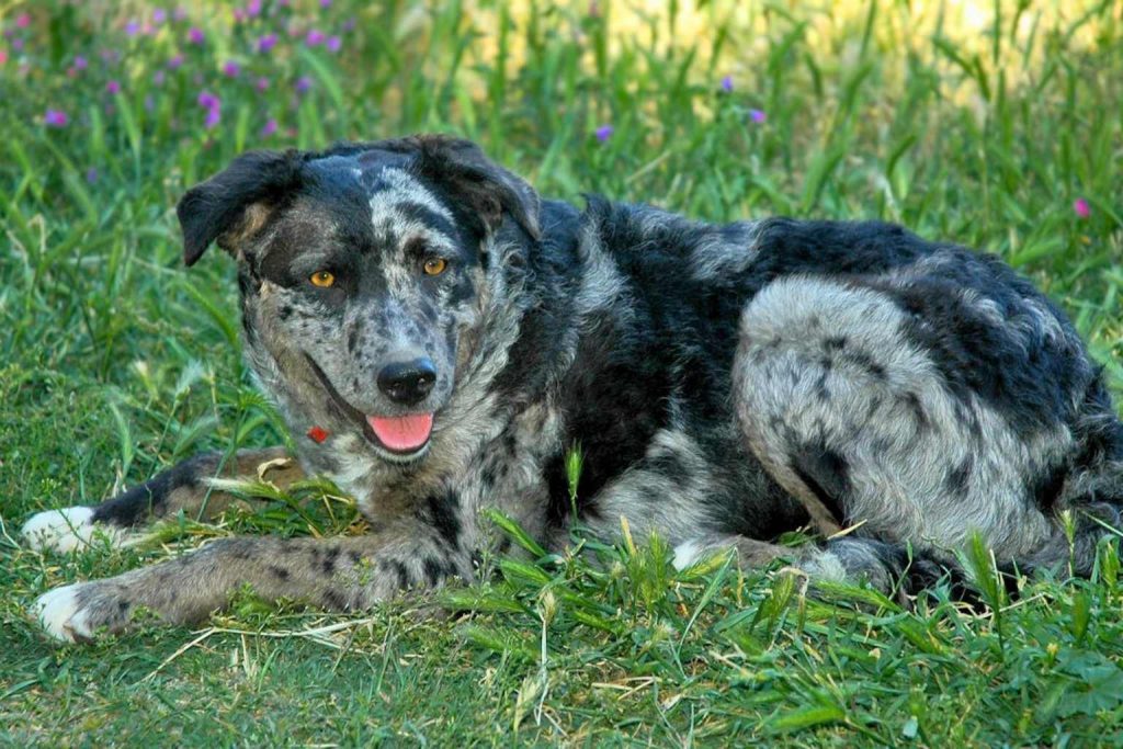 Striking black and gray mottled Carea Leonés Dog with amber eyes, panting on a grassy field with wildflowers.