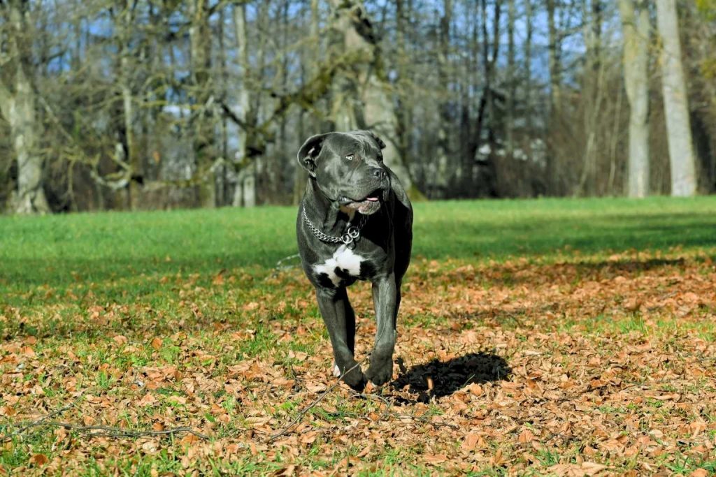 Striking black Cane Corso Dog with a silver chain collar standing confidently amidst autumn leaves and green grass.
