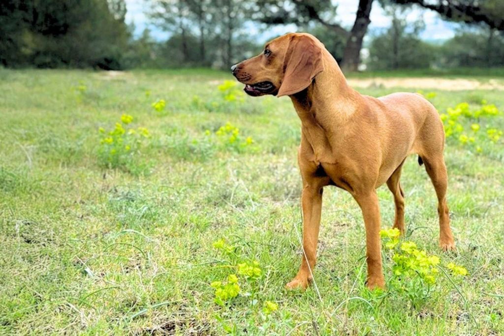 Briquet de Provence Dog with light brown short coat stands tall in grassy field dotted with yellow wildflowers on a soft overcast day