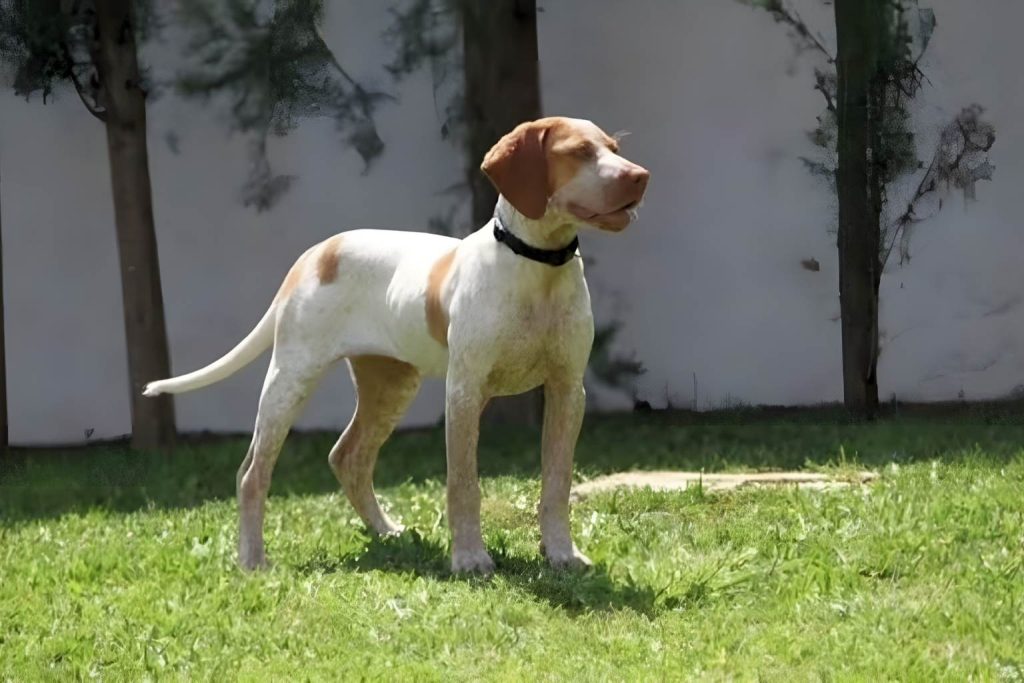A majestic Ca Mè Mallorquí Dog with a white and brown coat stands alertly on a verdant green lawn.