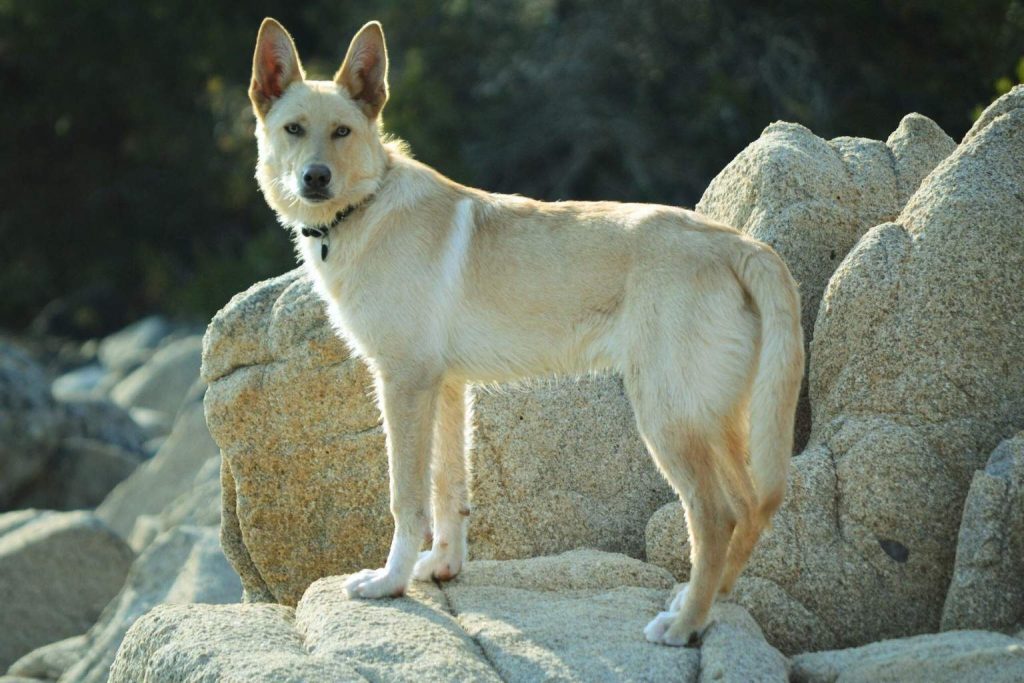 Can de Palleiro Dog, light tan with white markings, standing relaxed on a pile of grey rocks, looking forward.