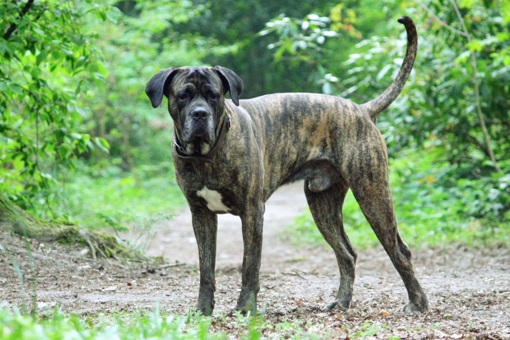 Powerful brindle Cane Corso Dog with a black muzzle, standing majestically on a forest path.
