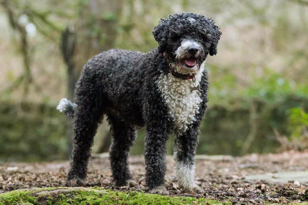 Black and white, curly-coated Cantabrian Water Dog with a red collar standing in a shaded, leaf-covered wooded area.