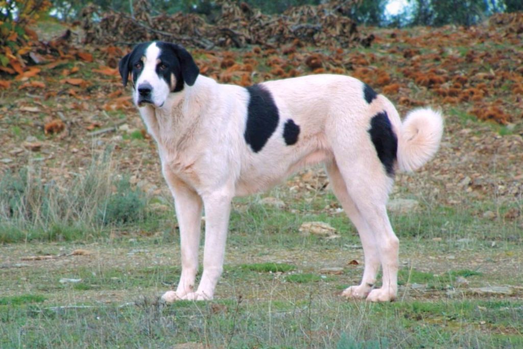 Striking white and black Cão de Gado Transmontano Dog standing proudly in a grassy, autumnal outdoor landscape.