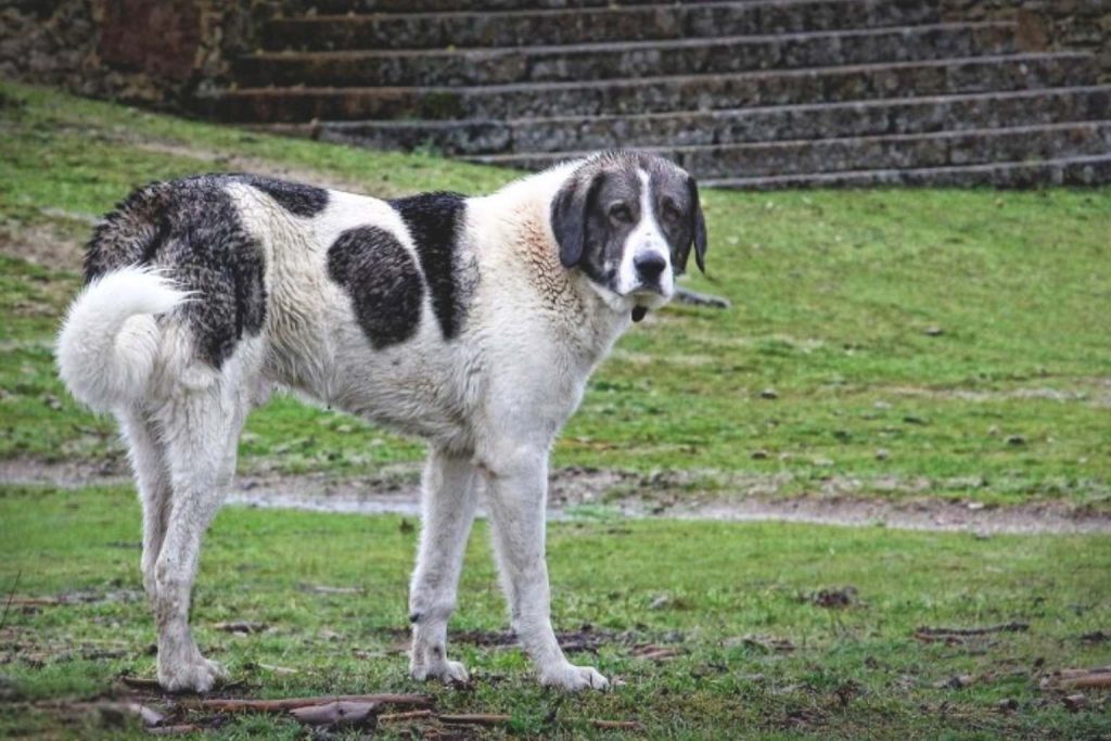 Large white and black spotted Cão de Gado Transmontano Dog standing alertly in a green field near a stone wall.
